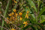 Butterfly milkweed